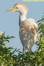 cattle egret